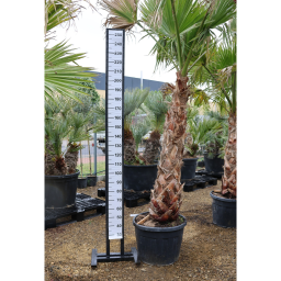 MEXIKÓI WASHINGTON PÁLMA 150 CM-ES TÖRZS- WASHINGTONIA ROBUSTA