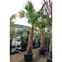 MEXIKÓI WASHINGTON PÁLMA 150 CM-ES TÖRZS- WASHINGTONIA ROBUSTA