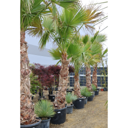 MEXIKÓI WASHINGTON PÁLMA 140 CM-ES TÖRZS- WASHINGTONIA ROBUSTA