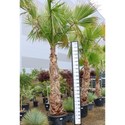 MEXIKÓI WASHINGTON PÁLMA 170 CM-ES TÖRZS- WASHINGTONIA ROBUSTA