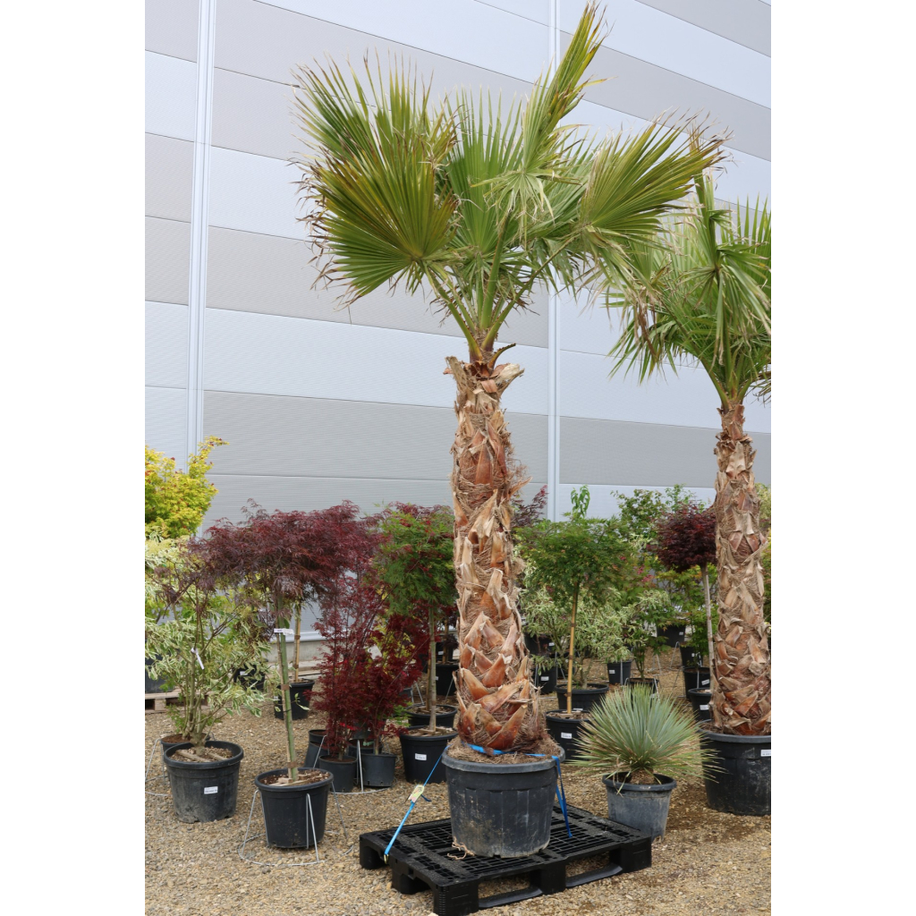 MEXIKÓI WASHINGTON PÁLMA 170 CM-ES TÖRZS- WASHINGTONIA ROBUSTA