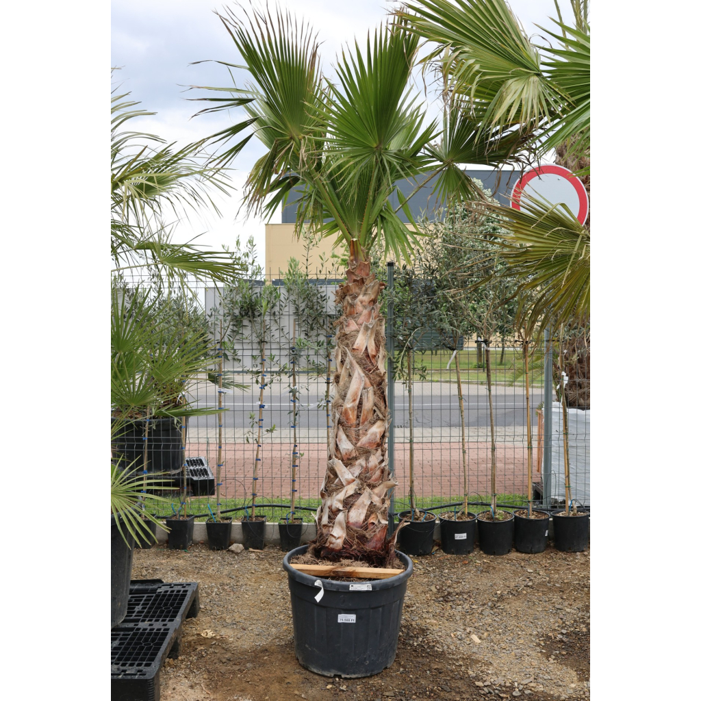 MEXIKÓI WASHINGTON PÁLMA 130 CM-ES TÖRZS- WASHINGTONIA ROBUSTA