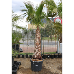 MEXIKÓI WASHINGTON PÁLMA 130 CM-ES TÖRZS- WASHINGTONIA ROBUSTA