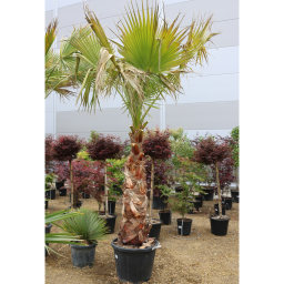 MEXIKÓI WASHINGTON PÁLMA 120 CM-ES TÖRZS- WASHINGTONIA ROBUSTA