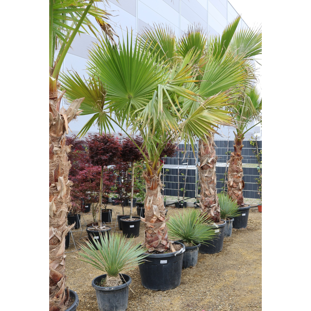 MEXIKÓI WASHINGTON PÁLMA 90 CM-ES TÖRZS- WASHINGTONIA ROBUSTA