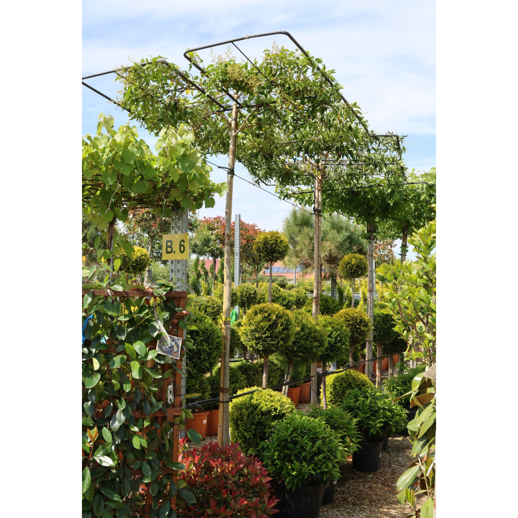 JAPÁN FAGYAL ESERNYŐFA 240 CM-ES TÖRZS- LIGUSTRUM JAPONICUM