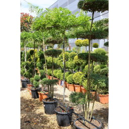 LILAAKÁC ESERNYŐFA- WISTERIA IN VARIETA