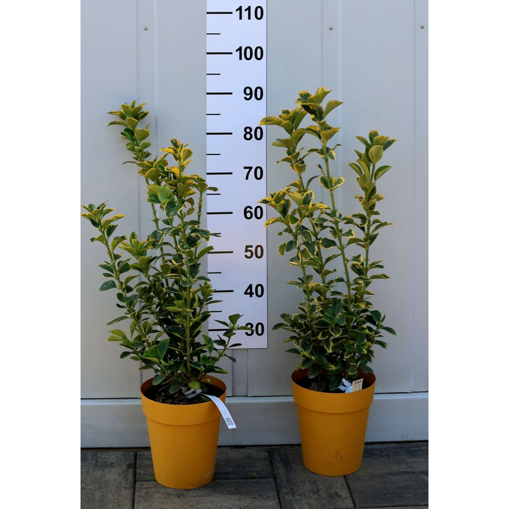 SÁRGATARKA JAPÁN KECSKERÁGÓ 3L-EUONYMUS JAPONICUS AUREA