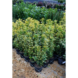 SÁRGATARKA JAPÁN KECSKERÁGÓ 3L-EUONYMUS JAPONICUS AUREA