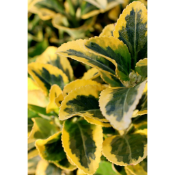 SÁRGATARKA JAPÁN KECSKERÁGÓ 3L-EUONYMUS JAPONICUS AUREA