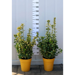 SÁRGATARKA JAPÁN KECSKERÁGÓ 9L-EUONYMUS JAPONICUS AUREA