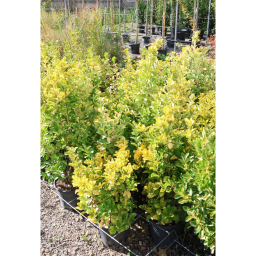 SÁRGATARKA JAPÁN KECSKERÁGÓ 9L-EUONYMUS JAPONICUS AUREA