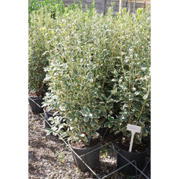 TARKA JAPÁN KECSKERÁGÓ 9L-EUONYMUS JAPONICUS BRAVO