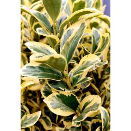 TARKA JAPÁN KECSKERÁGÓ 9L-EUONYMUS JAPONICUS BRAVO