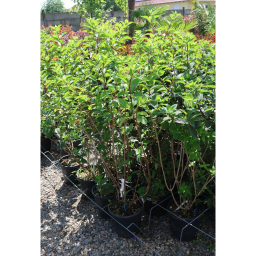 FEHÉR-RÓZSASZÍN BUGÁS HORTENZIA-HYDRANGEA PANICULATABIANCO ROSATO