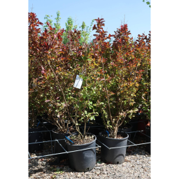 KÍNAI SELYEMMIRTUSZ-LAGERSTROEMIA INDICA IN VARIETA