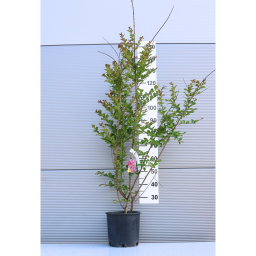 KÍNAI SELYEMMIRTUSZ-LAGERSTROEMIA INDICA IN VARIETA