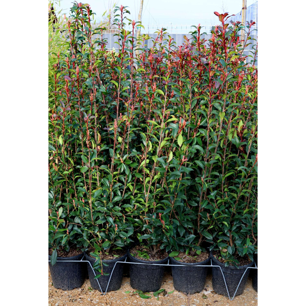 KORALLBERKENYE ROBUSTA COMPACTA BOKOR 9L-PHOTINIA FRASERI ROBUSTA COMPACTA