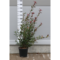 KORALLBERKENYE ROBUSTA COMPACTA BOKOR 9L-PHOTINIA FRASERI ROBUSTA COMPACTA