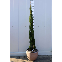 EURÓPAI CIPRUS-CUPRESSUS SEMPERVIRENS PYRAMIDALIS