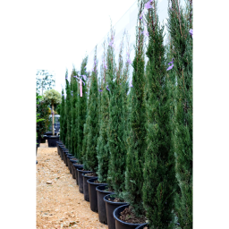 EURÓPAI CIPRUS-CUPRESSUS SEMPERVIRENS PYRAMIDALIS