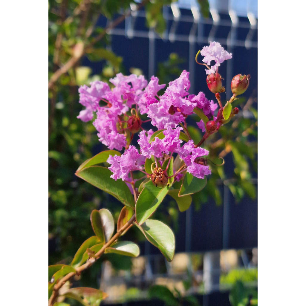 KÍNAI SELYEMMIRTUSZ-LAGERSTROEMIA INDICA IN VARIETA