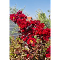 KÍNAI SELYEMMIRTUSZ-LAGERSTROEMIA INDICA IN VARIETA