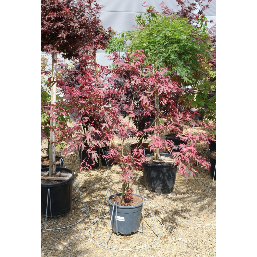JAPÁN JUHAR SHIRAZZ 15 L - ACER PALMATUM SHIRAZZ