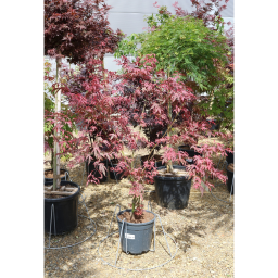 JAPÁN JUHAR SHIRAZZ 15 L - ACER PALMATUM SHIRAZZ