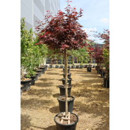 JAPÁN JUHAR SKEETERS BROOM TÖRZSES 1/2-ACER PALMATUM SKEETERS BROOM