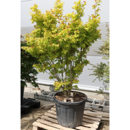 JAPÁN JUHAR SUMMERGOLD 170/200 CM-ACER PALMATUM SUMMERGOLD