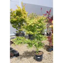 JAPÁN JUHAR SUMMERGOLD 15 L-ACER PALMATUM SUMMERGOLD