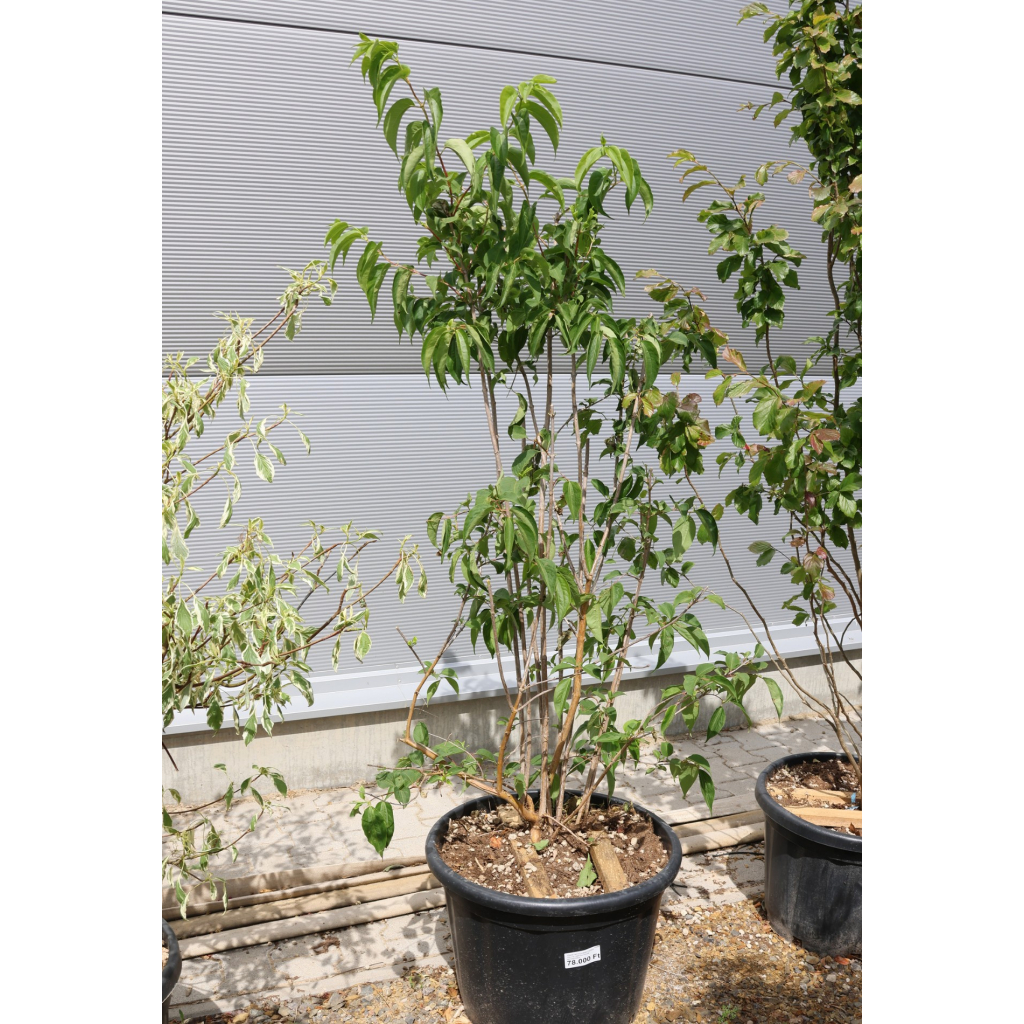 TÖRPE HÉTFIÚVIRÁGCSERJE 150/175- HEPTACODIUM MICONIOIDES