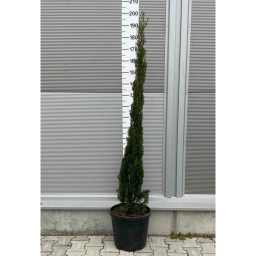 EURÓPAI CIPRUS TOTEM 30L-CUPRESSUS SEMPERVIRENS TOTEM