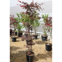 JAPÁN JUHAR TROMPEMBURG 150/+ CM-ACER PALMATUM TROMPEMBURG