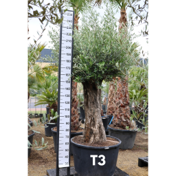 OLAJFA TUSCO-OLEA EUROPAEA TUSCO