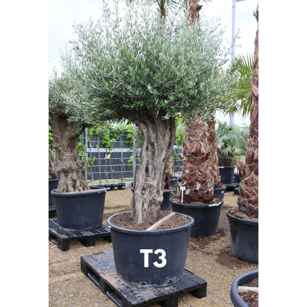 OLAJFA TUSCO-OLEA EUROPAEA TUSCO