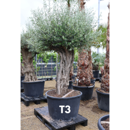 OLAJFA TUSCO-OLEA EUROPAEA TUSCO