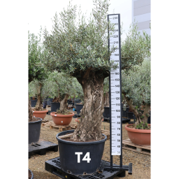 OLAJFA TUSCO-OLEA EUROPAEA TUSCO