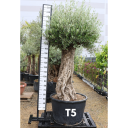 OLAJFA TUSCO-OLEA EUROPAEA TUSCO