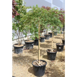 JAPÁN JUHAR VIRIDIS TÖRZSES 1/2 - ACER PALMATUM DISSECTUM VIRIDIS